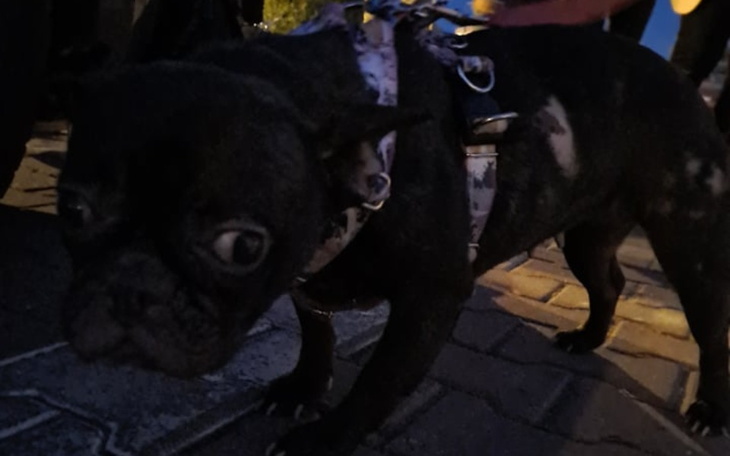 Zbiórka Na ratunek buldożkom - zdjęcie główne