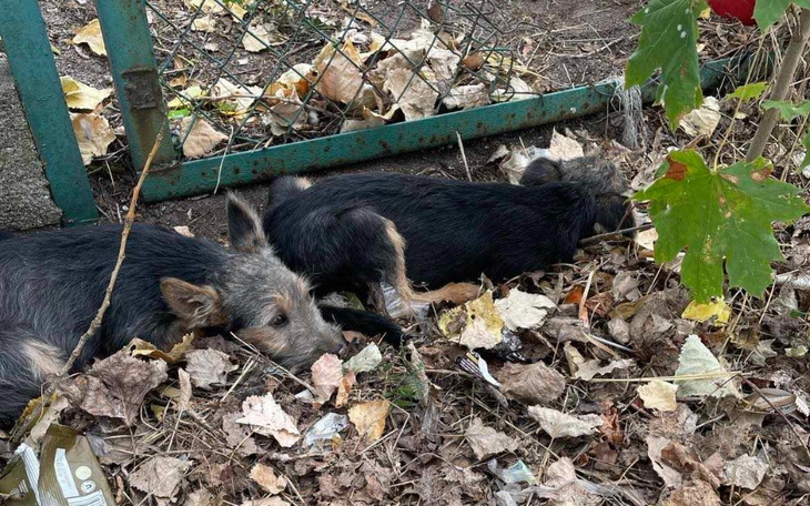 Zbiórka Błagamy o pomoc.... - zdjęcie główne
