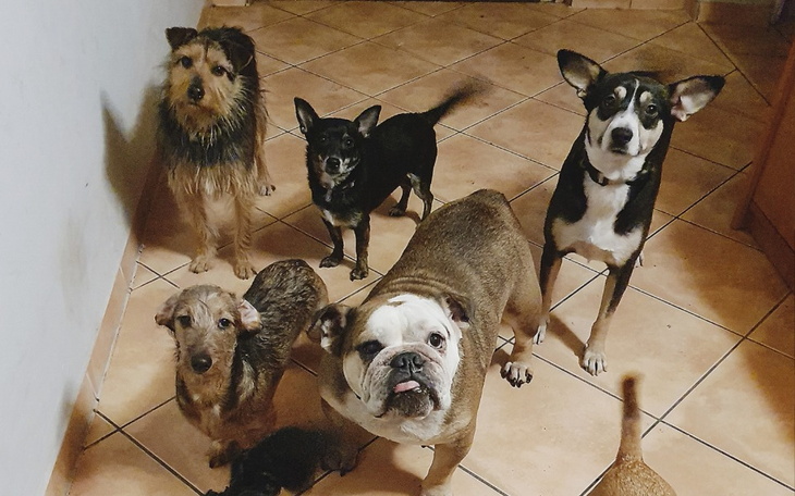 Zbiórka Ogrzac dom tymczasowy - zdjęcie główne