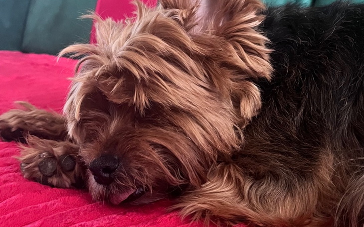 Zbiórka Pomóż fifi w normalnym chodzeniu - zdjęcie główne