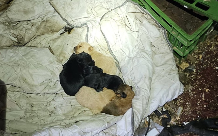 Słodkie szczeniaki śpiące na kocu.