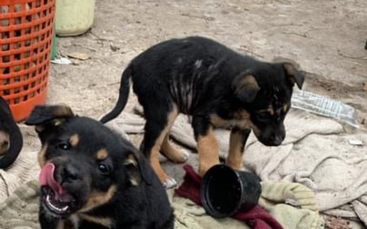 Zbiórka Uratuj życie 3 malutkich suczek - zdjęcie główne