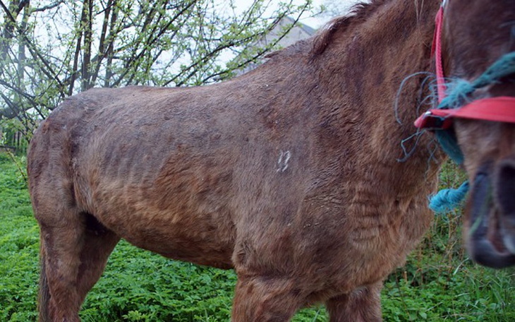 Zbiórka Ocalić kolejne życie - zdjęcie główne