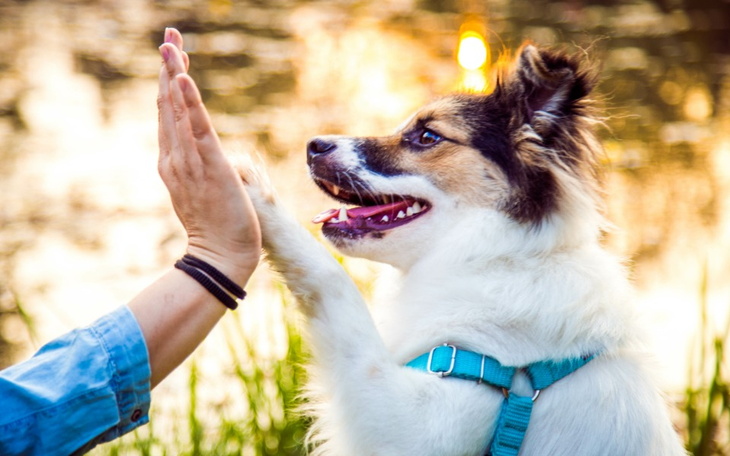 Zbiórka Wodociągi dla Psitul-a - zdjęcie główne