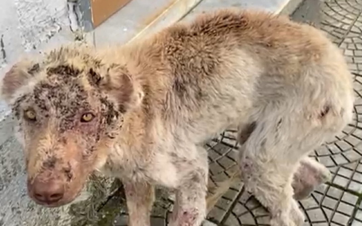 Zaniedbany pies z problemami skórnymi na ulicy.