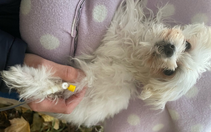 Zbiórka Operacja małego szczeniaczka - zdjęcie główne