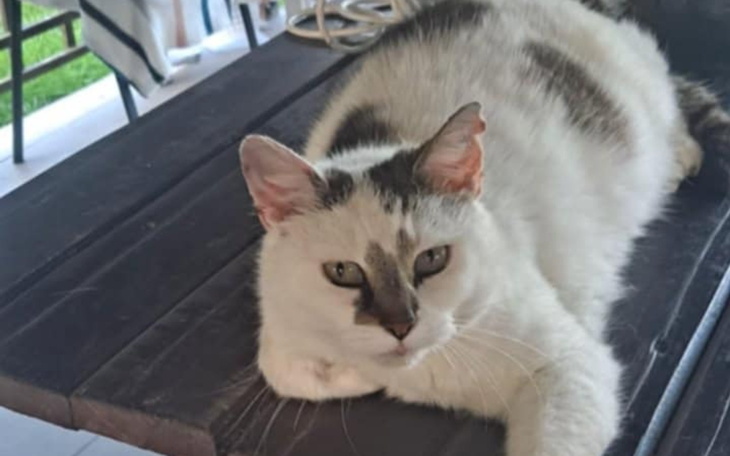 Kot leżący na stole, zrelaksowany i spokojny.