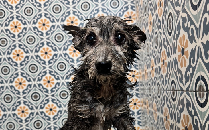 Mały, mokry piesek z dużymi oczami na tle kolorowych płytek.