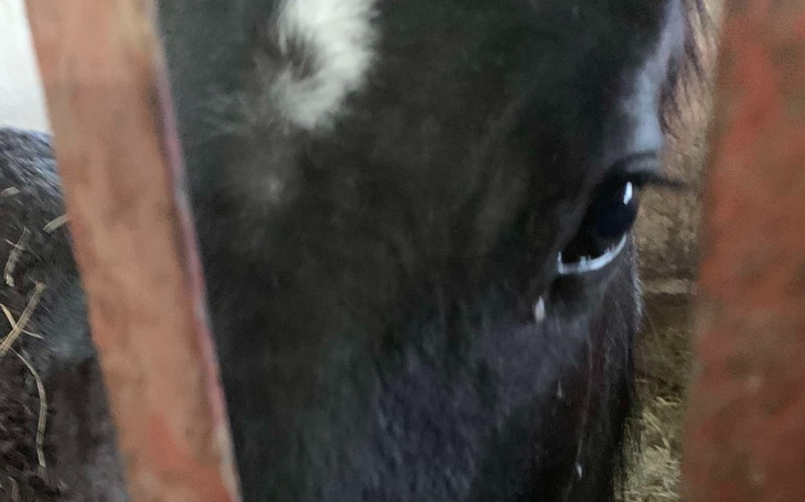 Zbliżenie na oko konia, widoczne łzy.