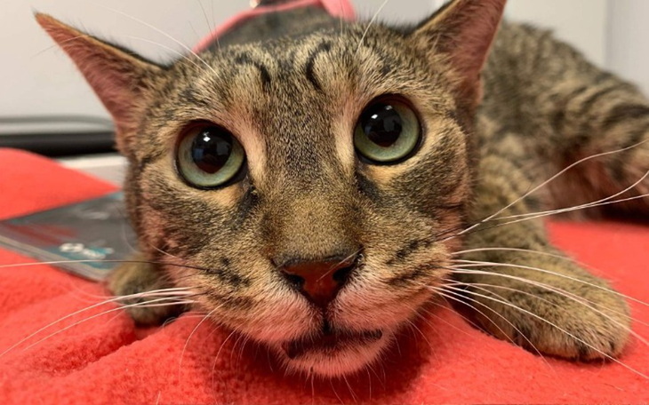 Zbiórka Zara, tyle złego na jednego kota - zdjęcie główne