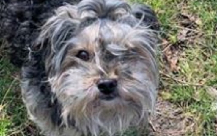 Zbiórka Leczenie Sparkiego - zdjęcie główne