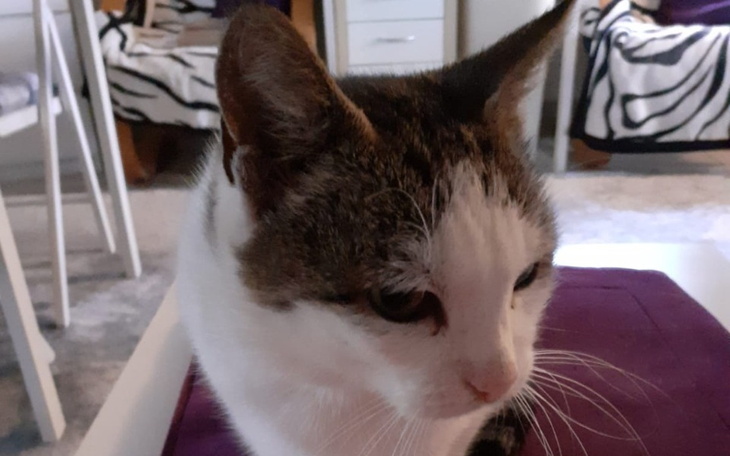 Zbiórka Proszę, pomóż Kici - zdjęcie główne