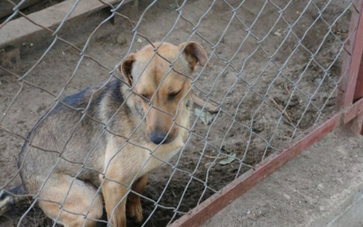 Zbiórka Budy i karmy dla schronisk - zdjęcie główne
