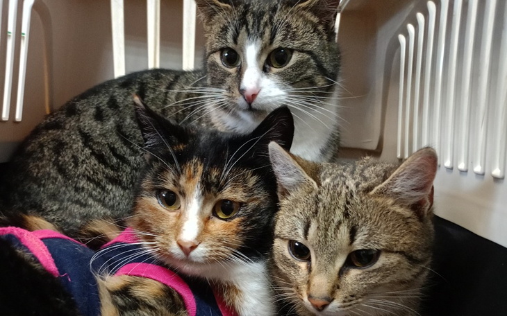 Zbiórka Na ratowanie kolejnych istot - zdjęcie główne