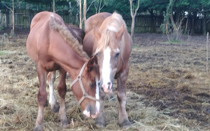 Dwa konie blisko siebie, w naturalnym otoczeniu.
