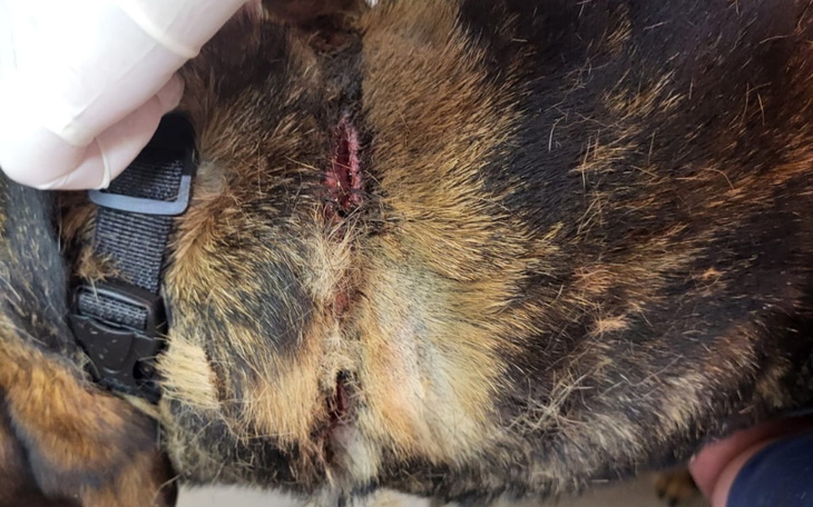 Zbiórka Na leczenie Lakiego - zdjęcie główne