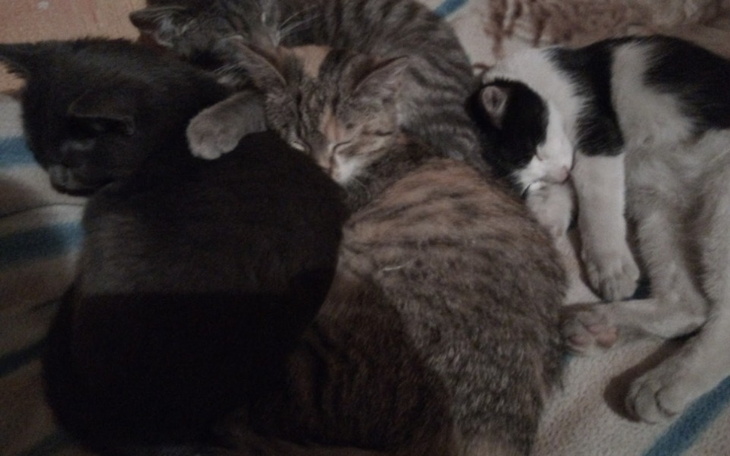 Zbiórka Pomoc dla starszej osoby ikotków - zdjęcie główne