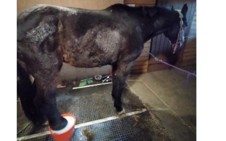 Koń w stajni z jedną nogą w wiadrze.