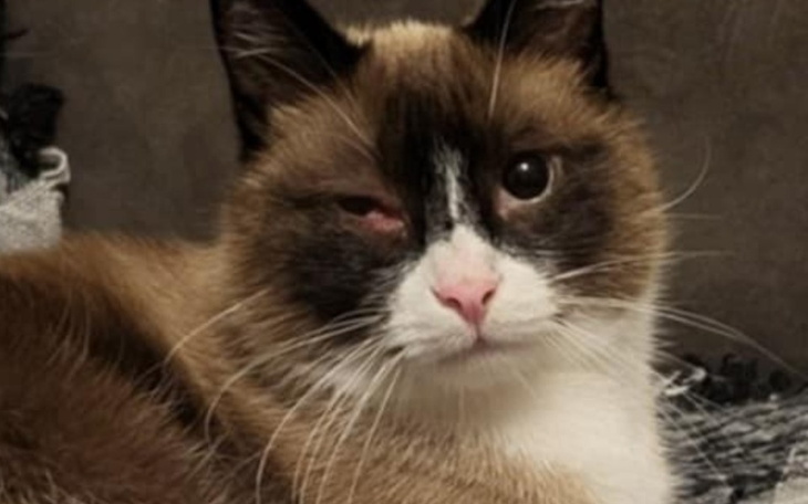 Zbiórka Uratować oko - zdjęcie główne