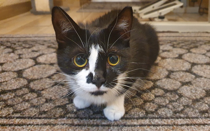 Zbiórka Mania umiera... - zdjęcie główne