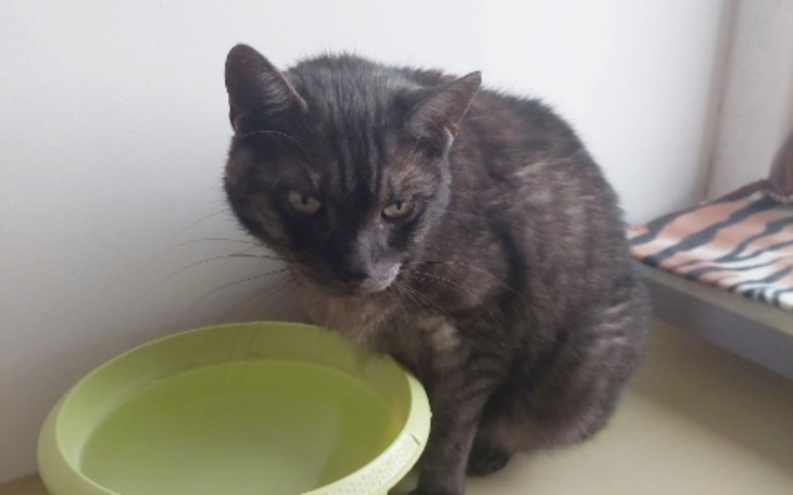 Zbiórka Pomoc dla Felusia - zdjęcie główne