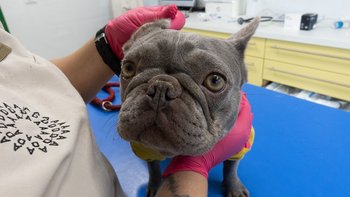 Zbiórka Pomoc dla Margo - miniaturka zdjęcia