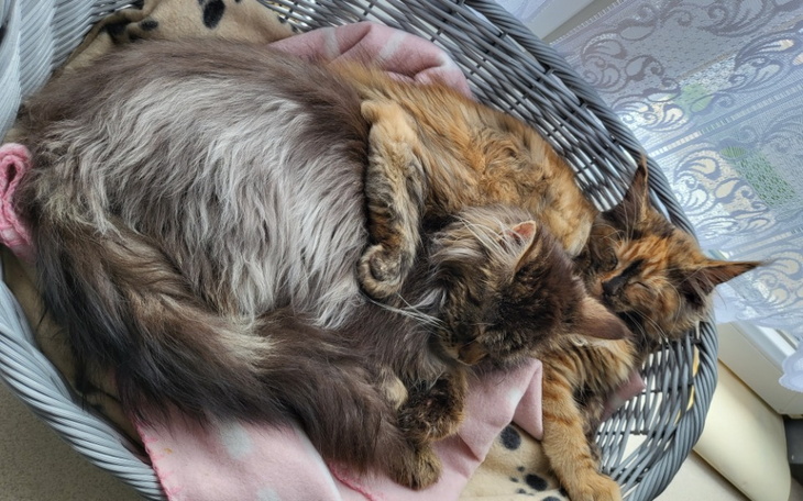 Zbiórka Nie czas na tęczowy most - zdjęcie główne