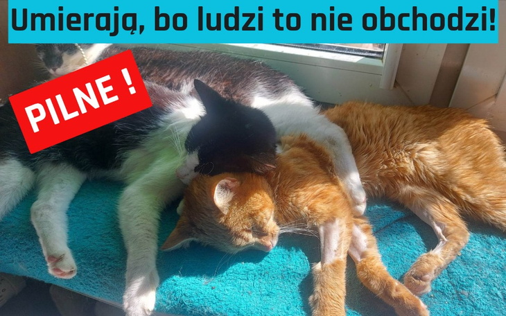 Zbiórka Umierają. Nikogo to nie obchodzi - zdjęcie główne