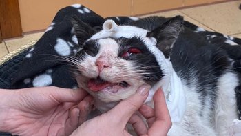 Zbiórka Yoda walczy o życie! - miniaturka zdjęcia