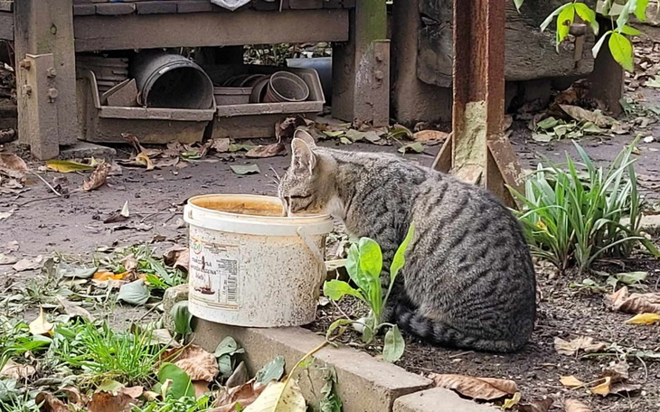 Kot pijący wodę z wiadra w ogrodzie.