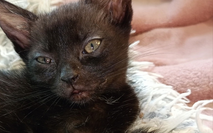 Zbiórka Surowica życia - zdjęcie główne