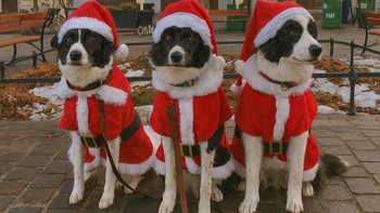 Zbiórka Mikołajkowa akcja pomocowa - miniaturka zdjęcia