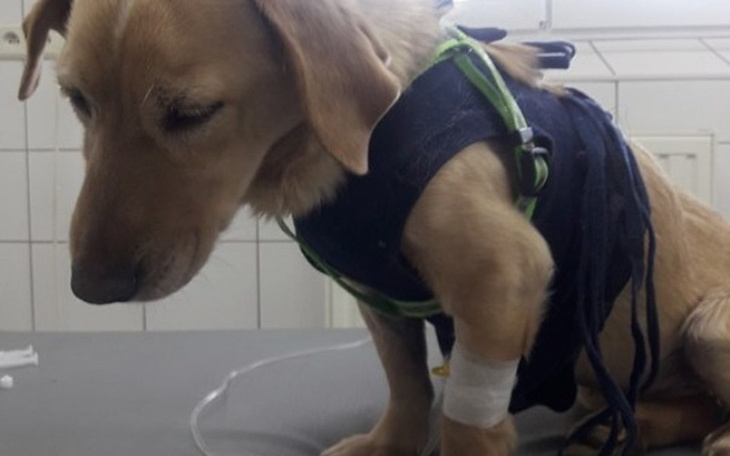 Zbiórka Pomoc skrzywdzonym psom i kotom - zdjęcie główne