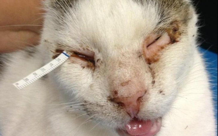 Zbiórka Maxiu. - zdjęcie główne