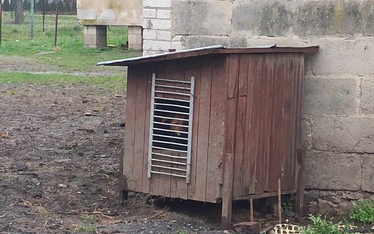 Pies w drewnianej budzie na podwórku.