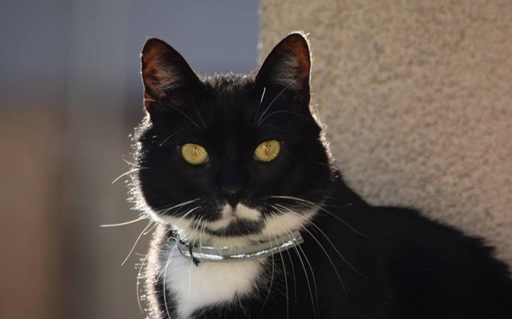 Zbiórka Podaj łapę Mietkowi - zdjęcie główne