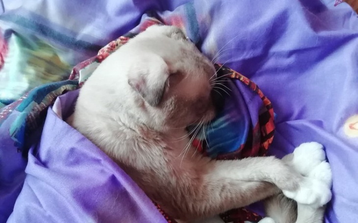 Zbiórka Pomoc w leczeniu mojego kotka - zdjęcie główne