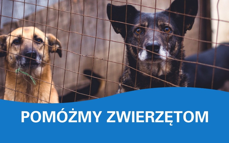 Dwa psy patrzące na widza przez ogrodzenie.