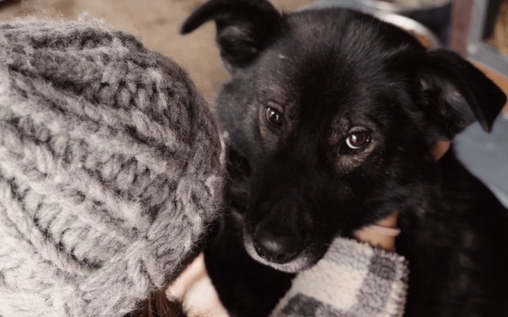 Czarny pies patrzy w obiektyw, blisko twarzy osoby.