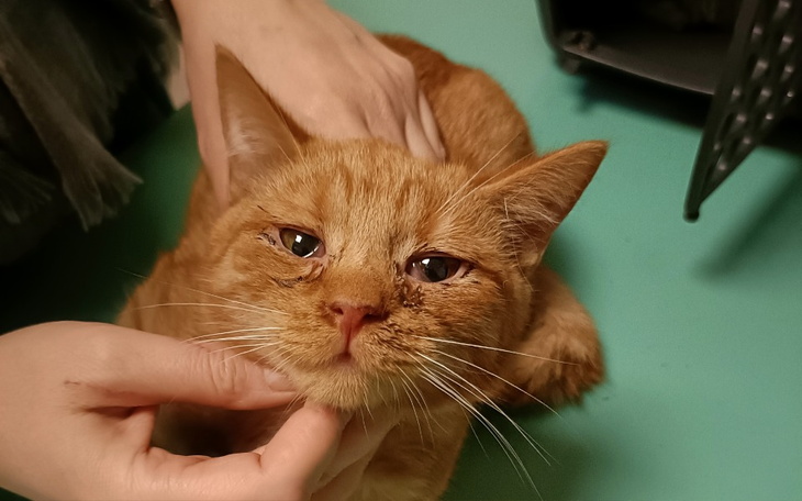 Zbiórka Na leczenie odebranych 6 kotów - zdjęcie główne