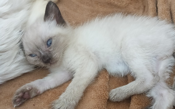 Zbiórka Na operację Sjamcia - zdjęcie główne