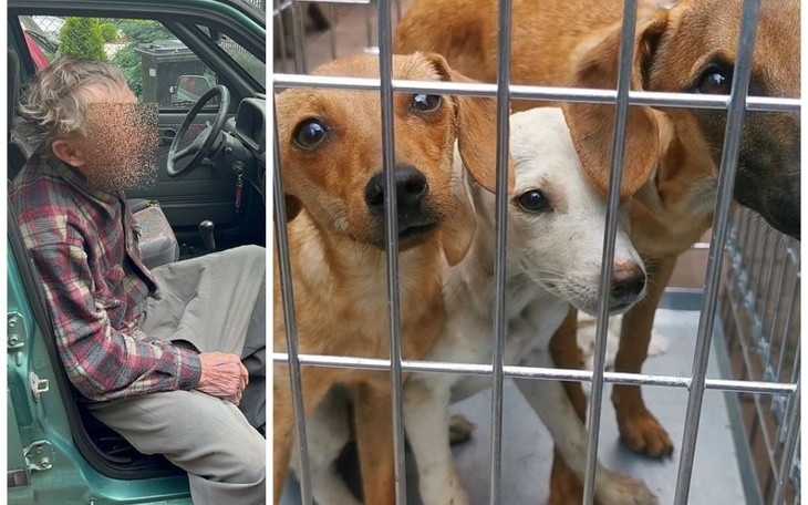 Starszy mężczyzna w samochodzie z psami w klatce.