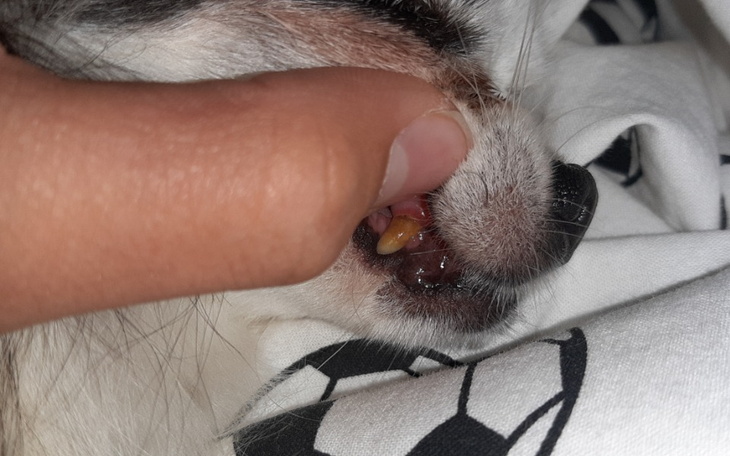 Zbiórka Na usunięcie kamienia u psa - zdjęcie główne