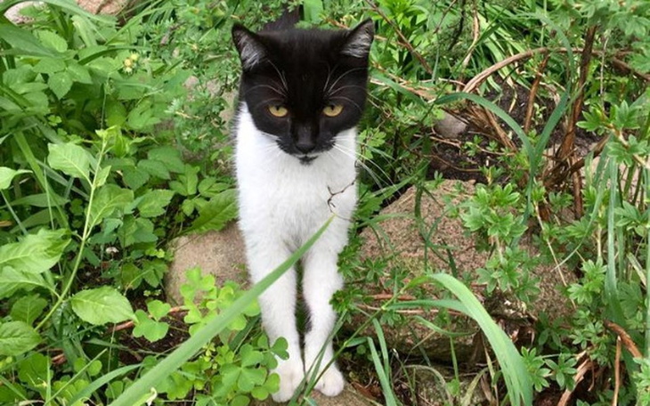 Zbiórka Mariola o kocim spojrzeniu.... - zdjęcie główne