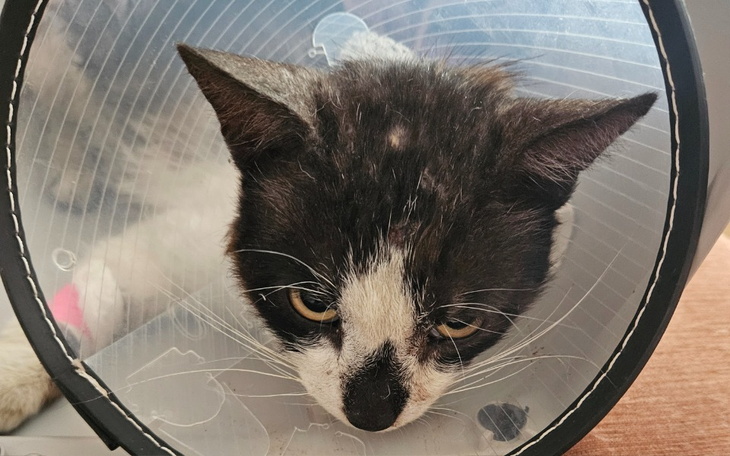 Zbiórka Potrącony kot z larwami w ranach - zdjęcie główne