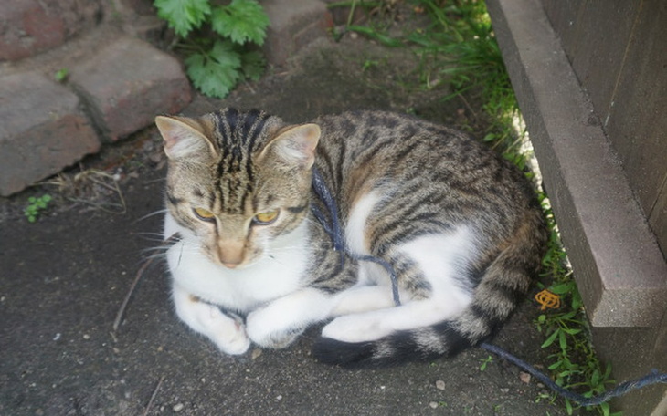 Kot leżący na ziemi, w otoczeniu zieleni.