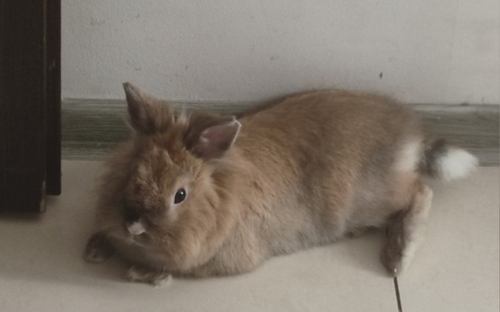 Zbiórka Na kastrację królisia - zdjęcie główne