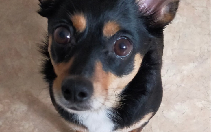 Zbiórka Na zabieg stomatologiczny Chloe - zdjęcie główne