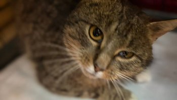 Zbiórka Moris, białaczka i niedowład :( - miniaturka zdjęcia