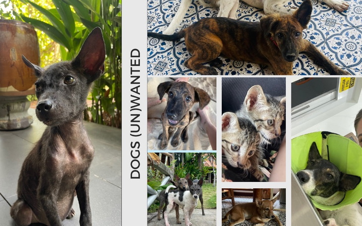 Zbiórka Dog rescue program in PHU QUOC - zdjęcie główne